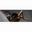 Ballet Rosa Dames Balletpak La cite collection